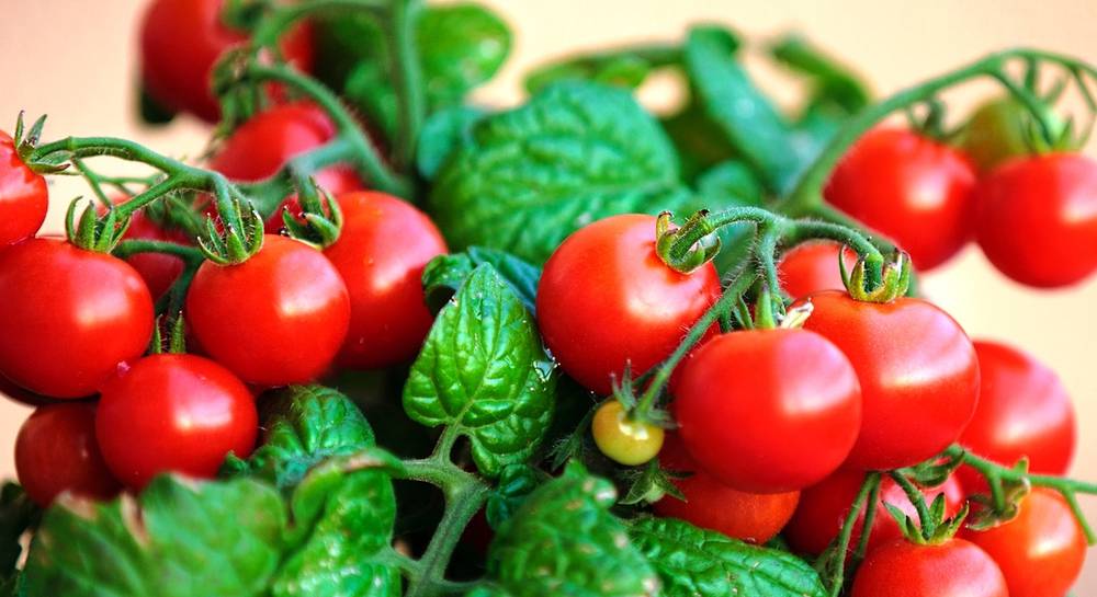 Самые урожайные низкорослые и непасынкующиеся сорта помидор