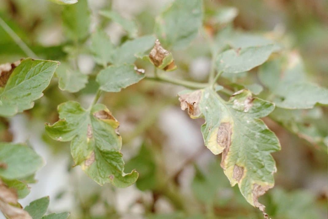 Разновидности болезней томатов и варианты их лечения