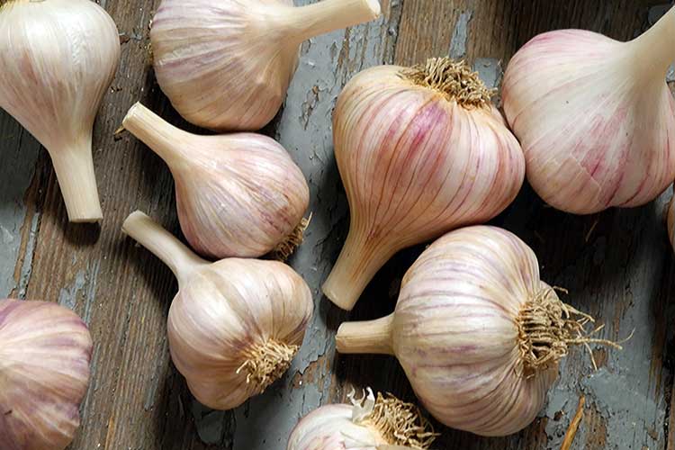 Как отличить летний чеснок от зимнего — в чем разница