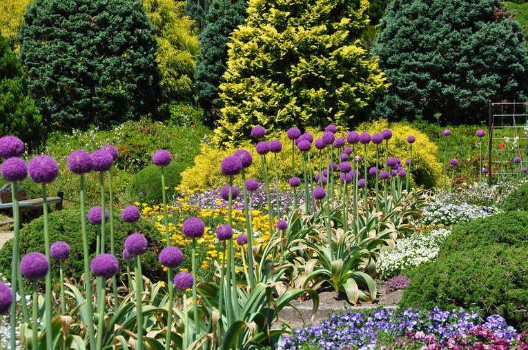 Как вырастить декоративный лук, популярные разновидности