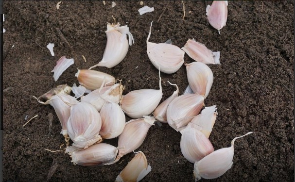 Как подготовить грядку под чеснок для посадки осенью