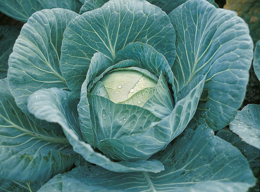 Подробный обзор сорта капусты Крауткайзер