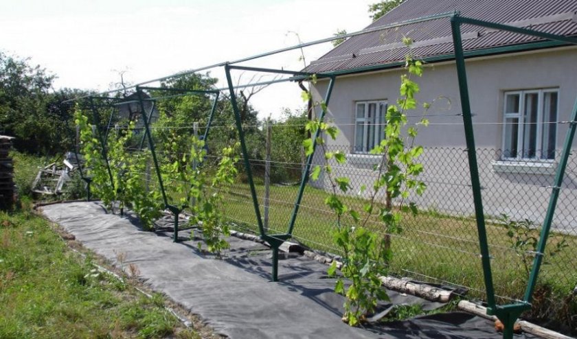 Как сделать шпалеры для виноградника своими руками — размеры