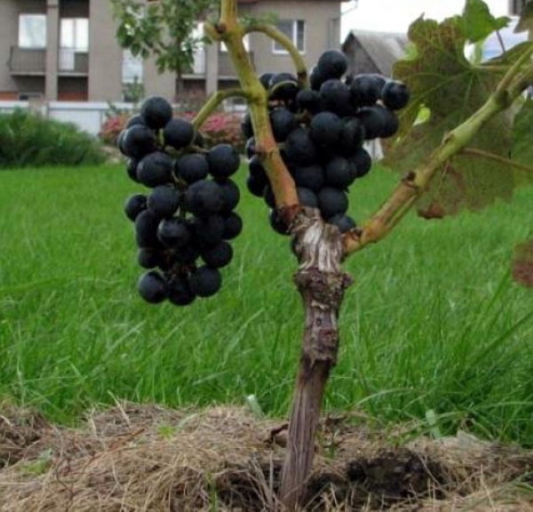Как привить виноград осенью для начинающих