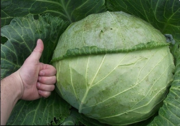 Основные сведения о характеристиках капусты Мегатон