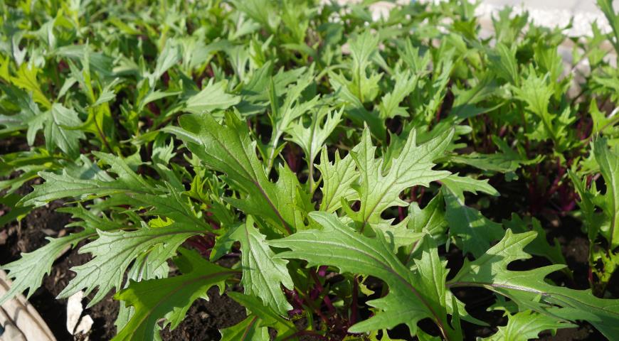 Выращивание в домашних условиях декоративной капусты