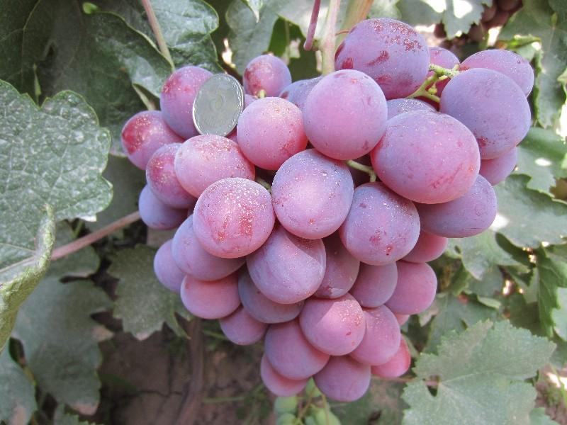 Особенности выращивания винограда НиЗина — плюсы и минусы сорта