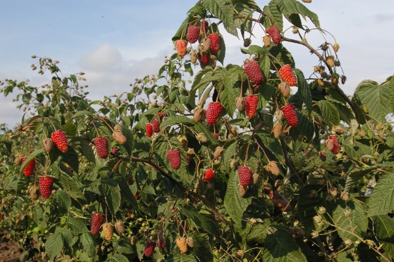 Ремонтантные сорта малины для средней полосы
