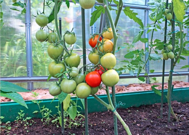Высокоурожайные сорта томатов для теплиц из поликарбоната