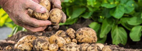 Как правильно сажать картофель весной в открытый грунт?