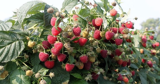Какие сорта ремонтантной малины лучше всего сажать в Подмосковье