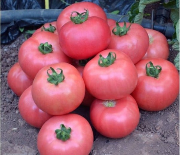 Обзор проверенных сортов и гибридов розовых томатов