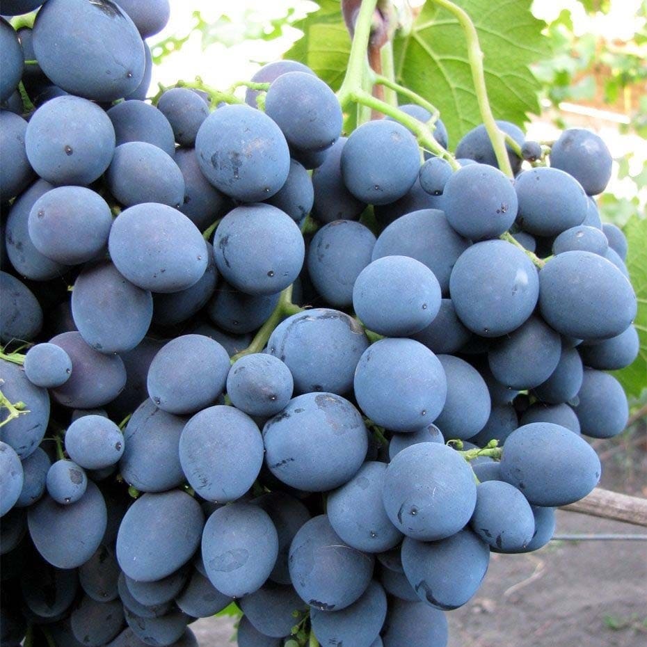 Сорт винограда Страшенский — особенности выращивания гибрида