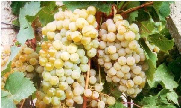 Выращивание винограда Цитронный Магарача своими руками