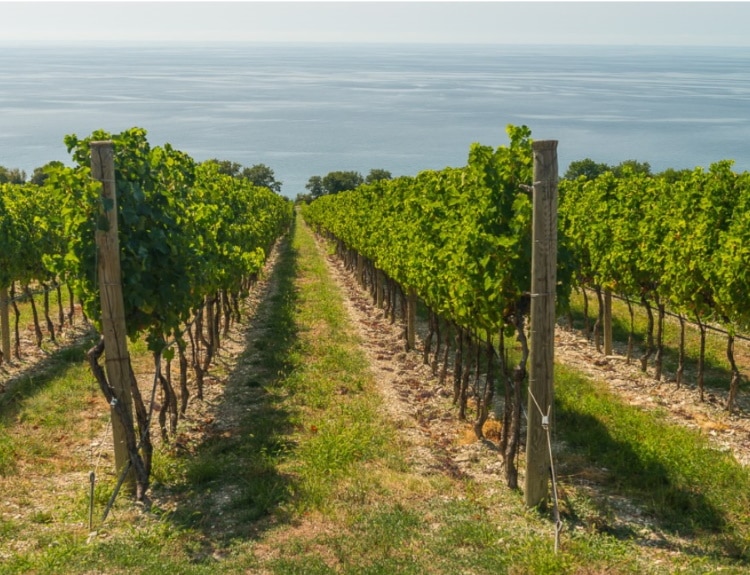 Как часто поливать виноград летом — меры предосторожности