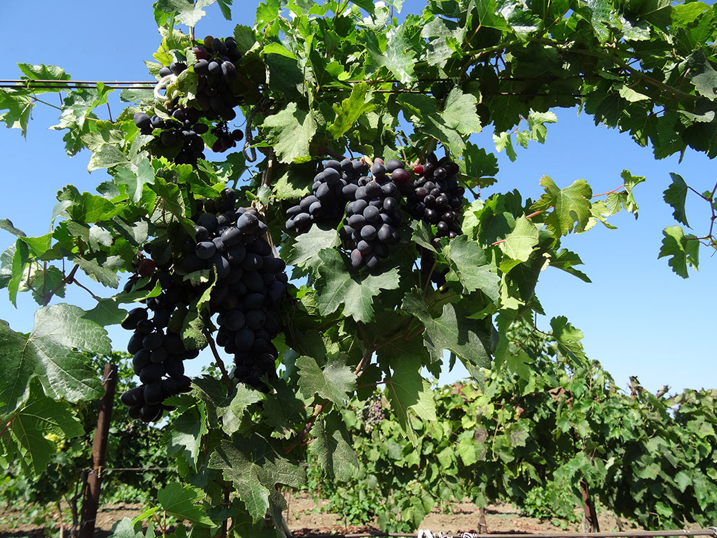 Выращивание виноградного сорта Академик (Памяти Дженеева)