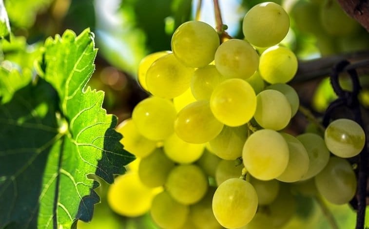Правила разведения винограда Гарольд раннего созревания