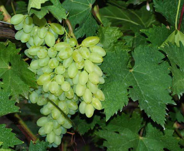 Описание сорта винограда Кишмиш Столетие