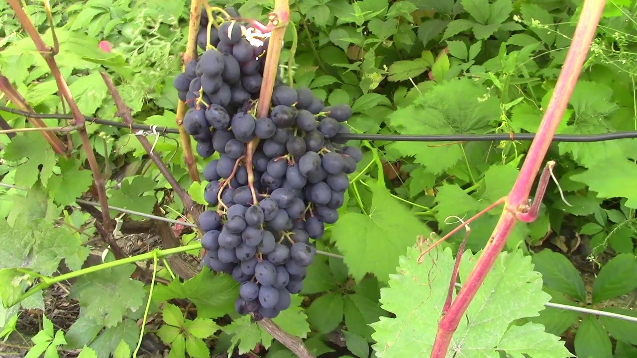 Особенности укрытия винограда на зиму в Сибири