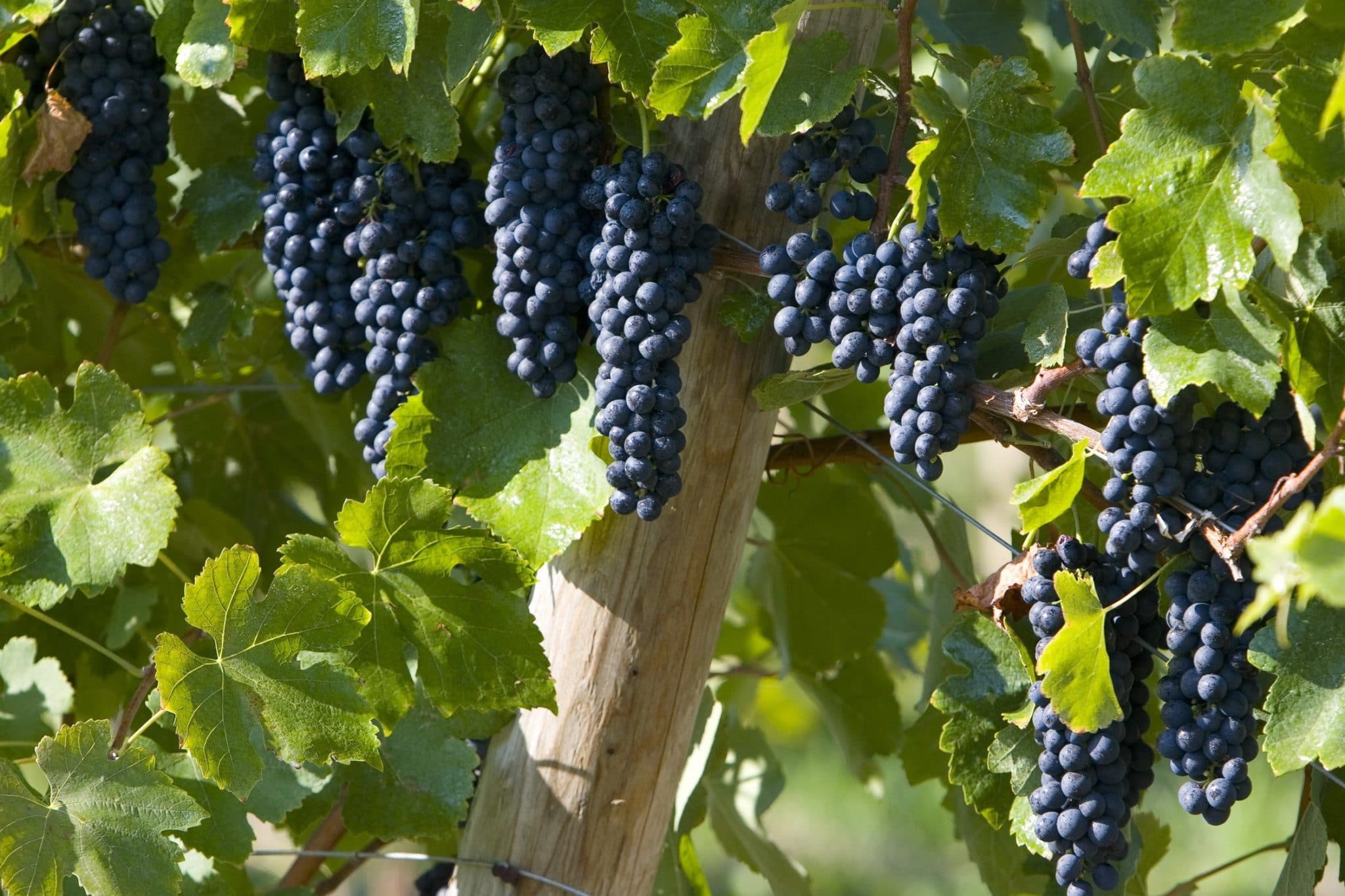 Посадка виноградной лозы летом — как правильно для новичков?