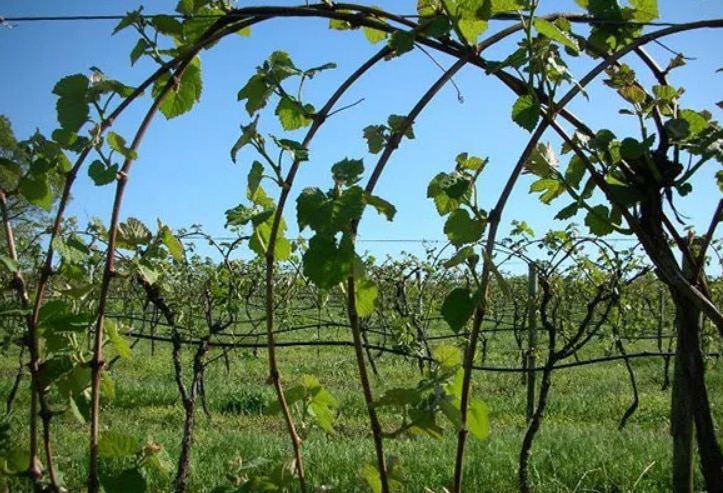 Выращивание винограда и уход за ним в средней полосе для новичков