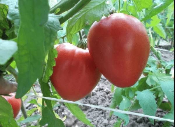 Сортовые особенности и описание томата Лентяйка