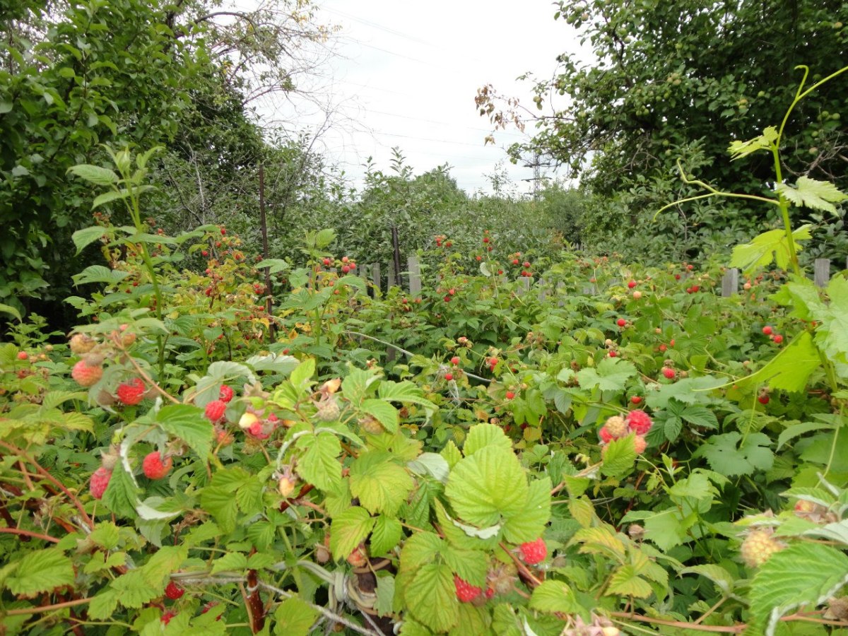 Где лучше посадить малину на дачном участке