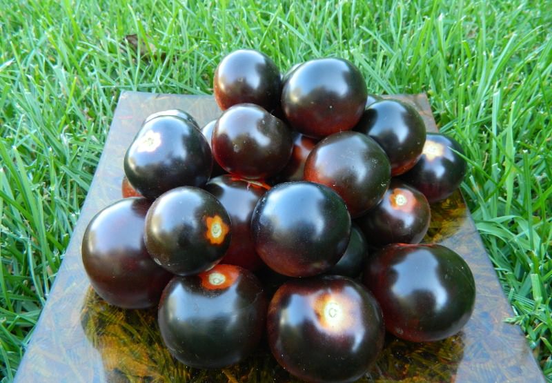 Описание необыкновенных сортов черных помидоров