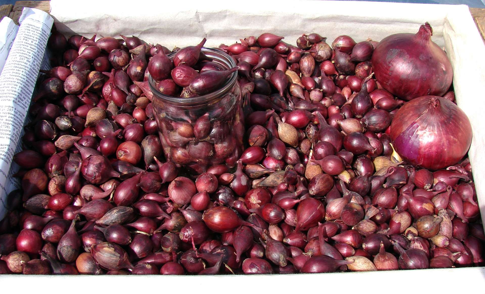 Преимущества лука Ред Барон, правила выращивания, выгонки на перо