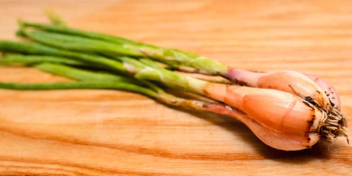 Лучшее время посева, техника выращивания лука Сорокозубки