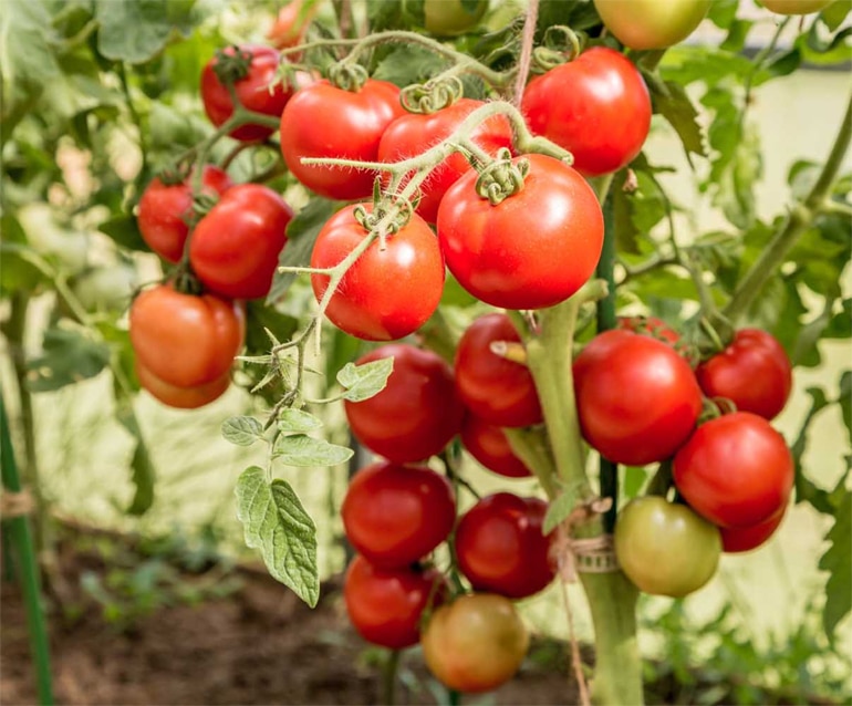 Описание и урожайность сорта томата Любаша