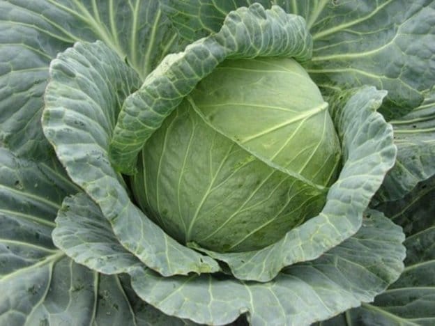 Описание сорта капусты Колобок и его свойства