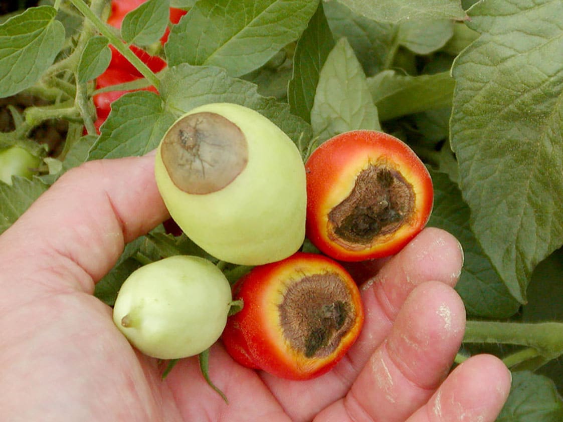 Причины возникновения вершинной гнили томатов