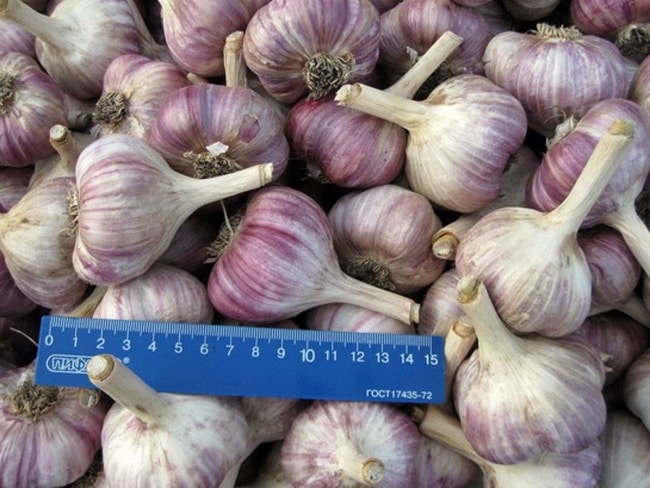 Особенности выращивания озимого чеснока Комсомолец