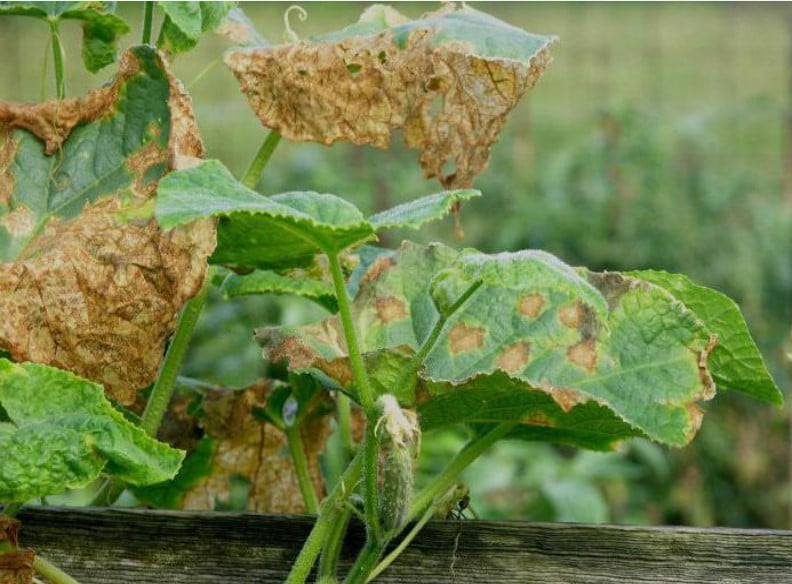 Методы борьбы и эффективная профилактика болезней огурцов