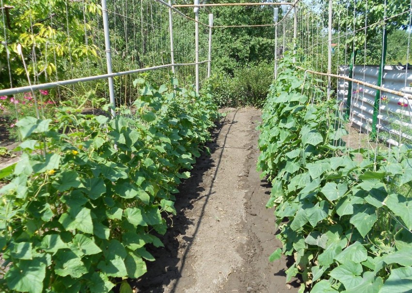 После какой культуры сажают огурцы в открытом грунте