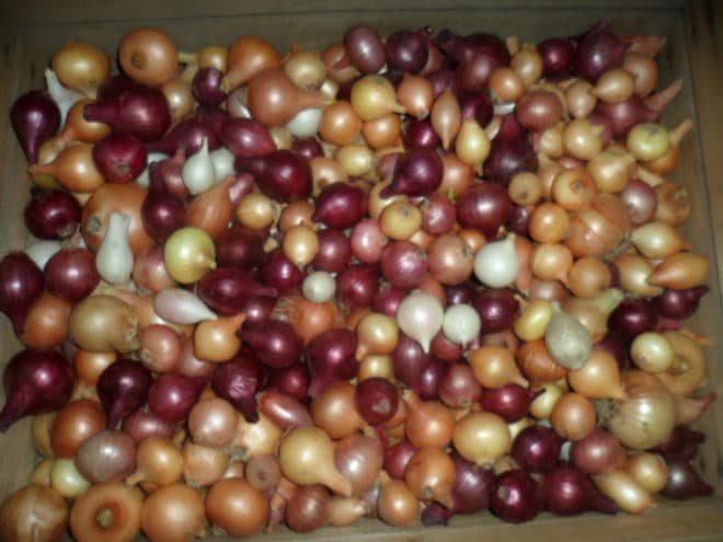 Правила хранения севка зимой в квартире перед весенней посадкой