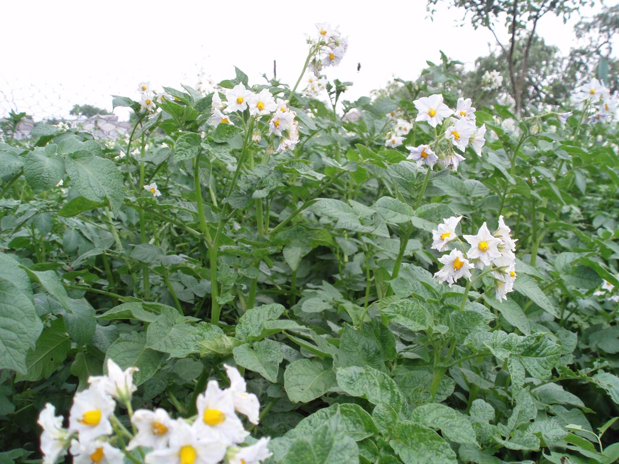 Описание семенного картофеля Королева Анна