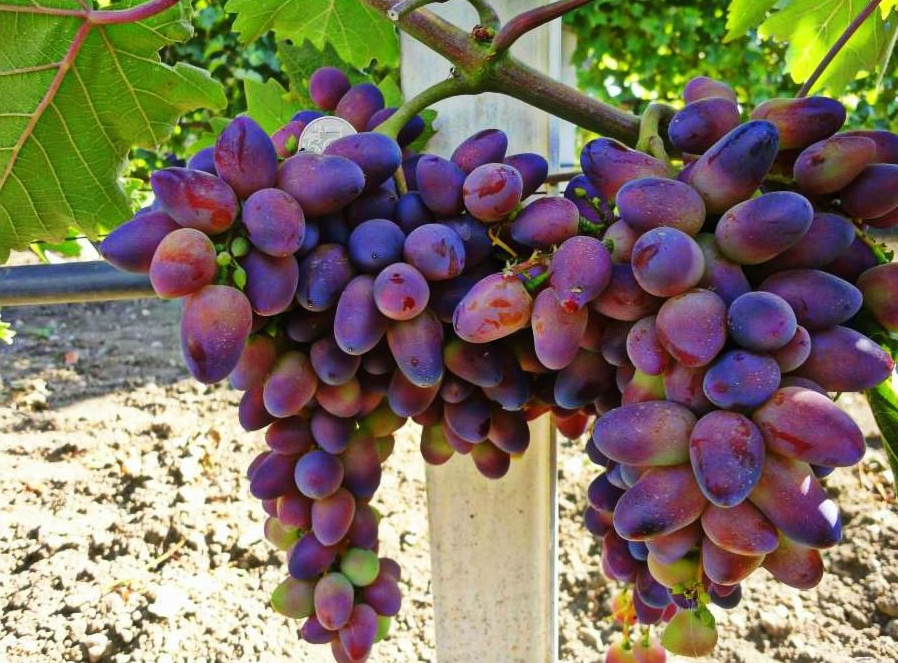 Агротехника винограда Красотка