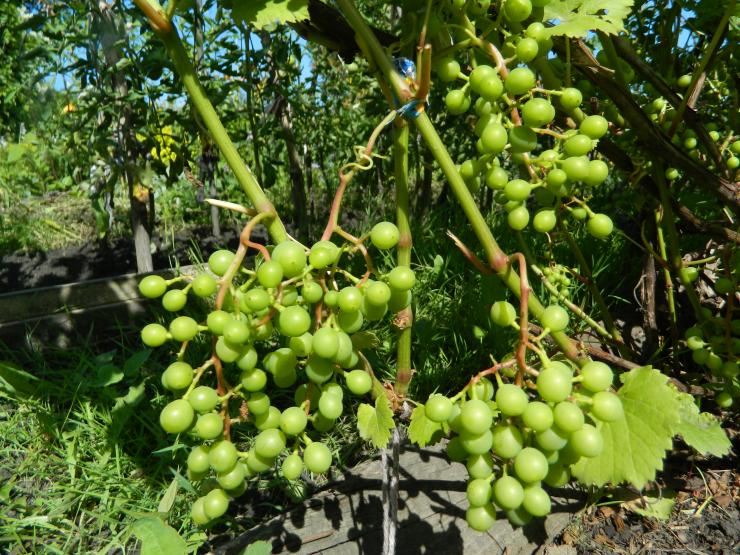 Особенности подкормки виноградной лозы в июле