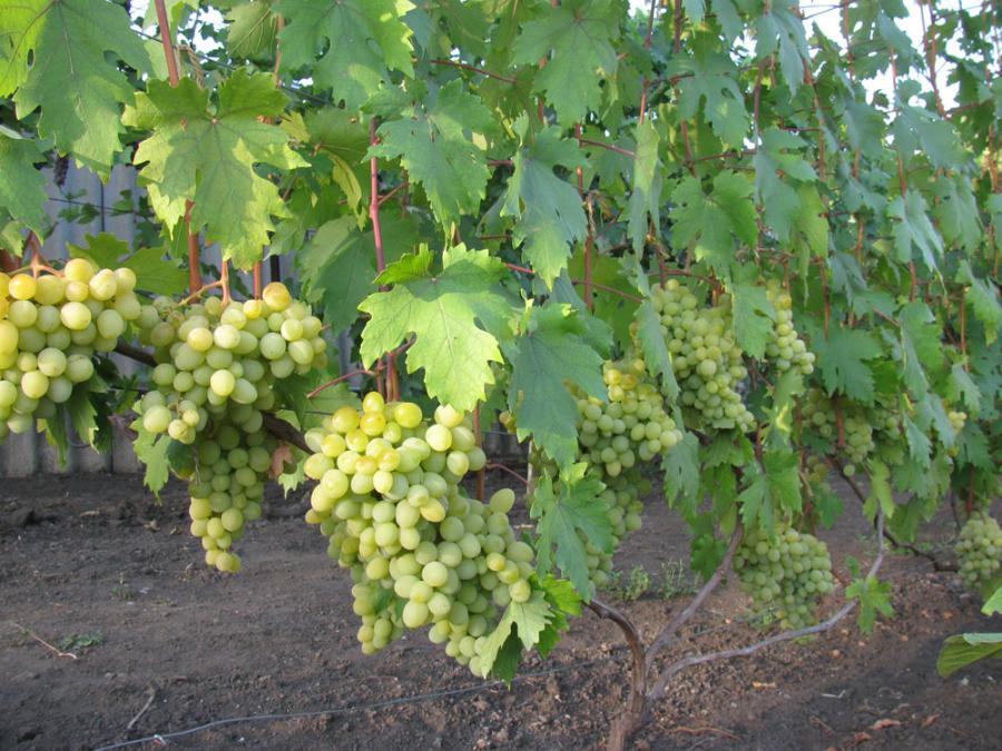 Как посадить и ухаживать за виноградом Валек