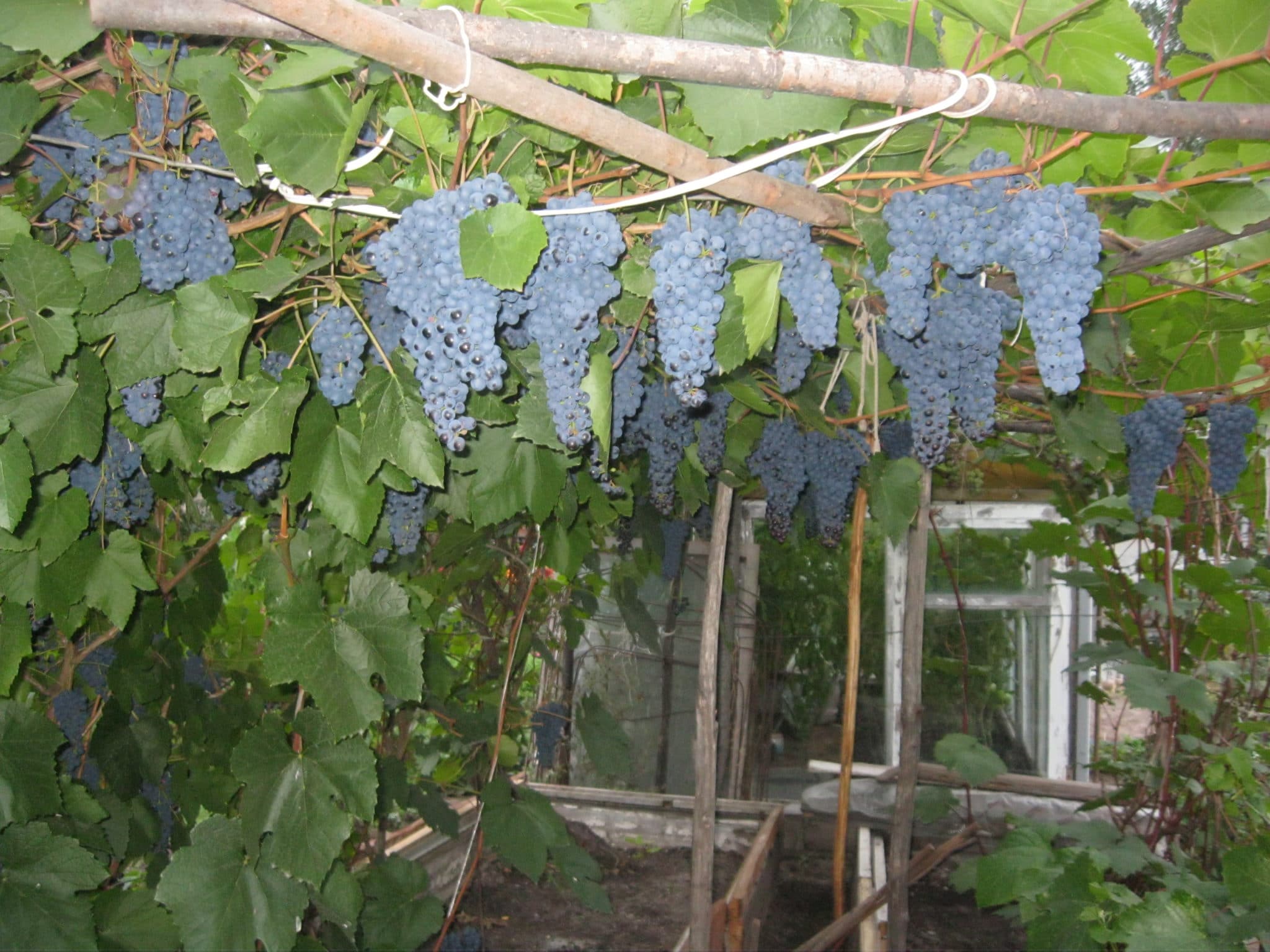 Как посадить и ухаживать за виноградом в Подмосковье