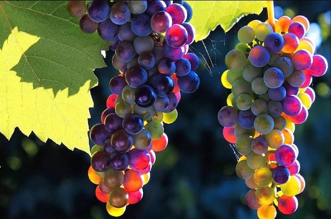 Осенняя подкормка винограда перед зимой — как правильно удобрять