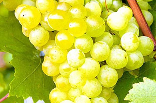 Описание сорта винограда Монарх (Monarch)