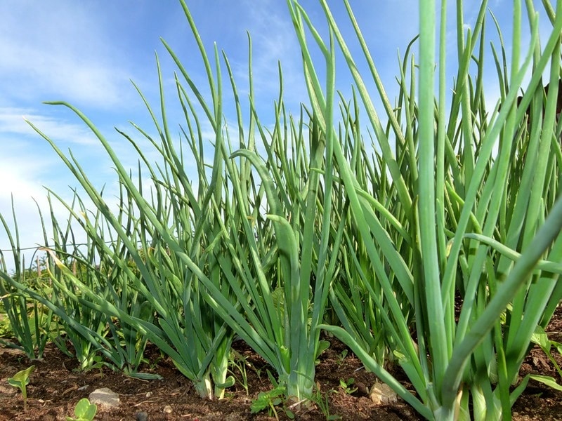 Лучшие сорта лука репки для посадки в зиму севком и семенами