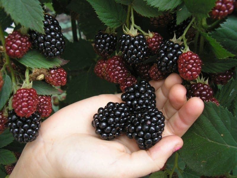 Краткая история и описание сорта ежевики Торнфри