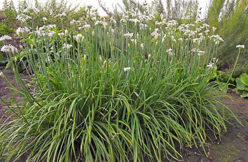 Описание и польза китайского лука (джусая), правила посадки и ухода