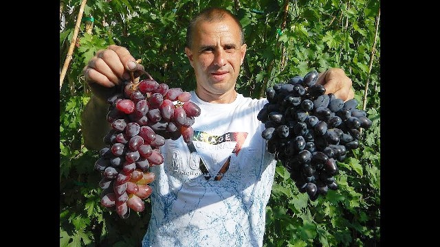 Выращивание плодового сорта винограда Байконур