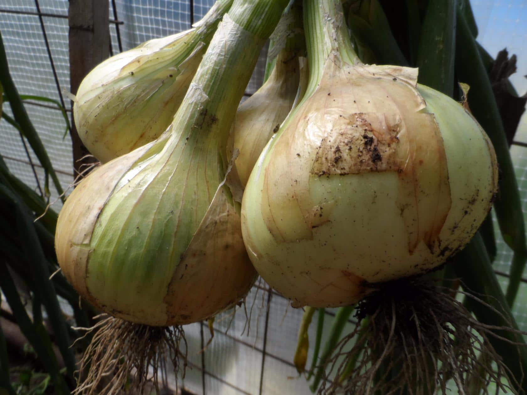 Какие сладкие сорта репчатого лука самые лучшие, описание