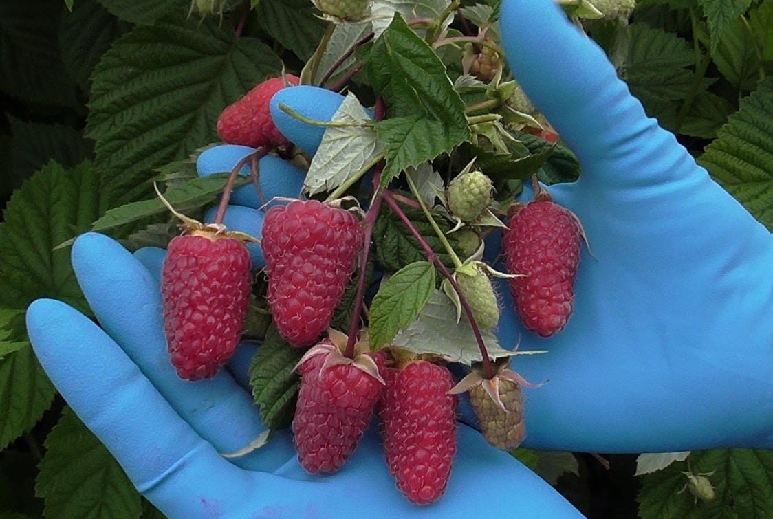 Ремонтантный сорт малины Малиновая гряда